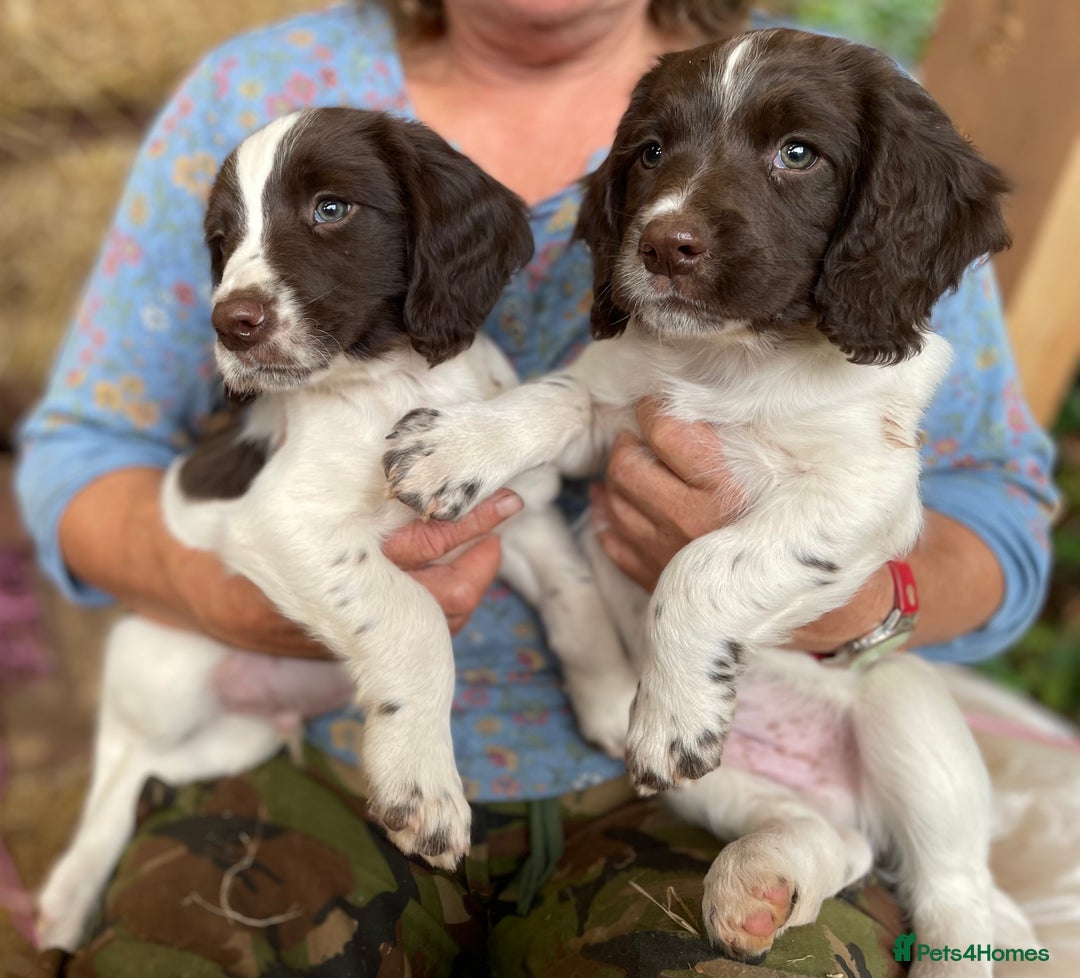 English Springer Spaniel dogs for sale: English springer spaniel puppies - Image 5