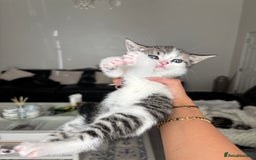 Domestic Shorthair cats for sale: 6 female kitten for sale - Image 3