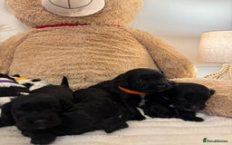 Mixed Breed dogs for sale: Cocker Sproodle Puppies ready 16/12 - Advert 7