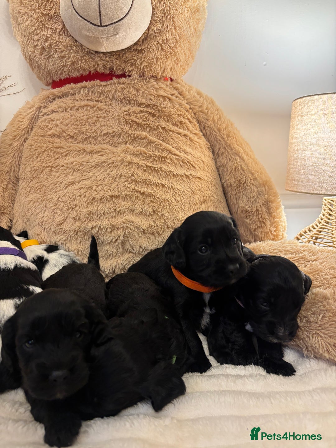 Mixed Breed dogs for sale: Cocker Sproodle Puppies ready 16/12 - Advert 7