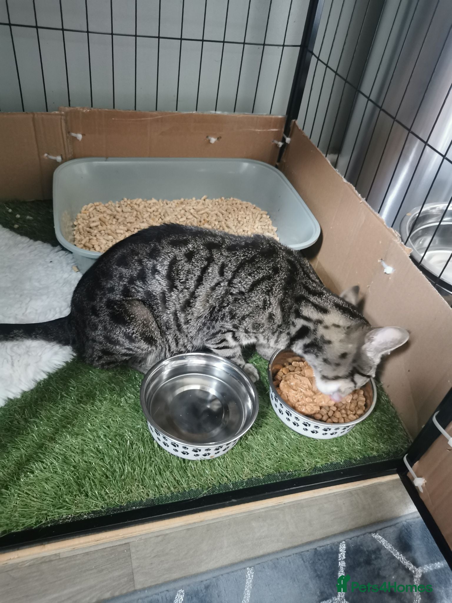 Mixed Breed cats Bengal cross babies ready now  - Advert 1