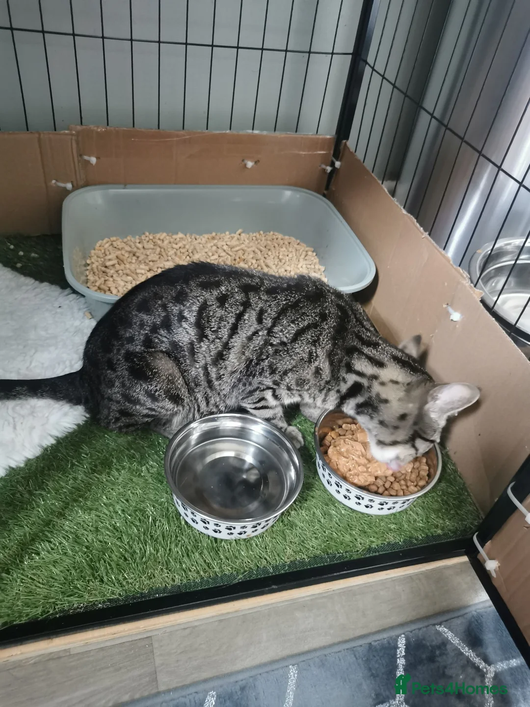 Mixed Breed cats for sale: Bengal cross babies ready now  in Plymouth - Advert 1