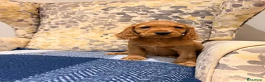 Cocker Spaniel 3