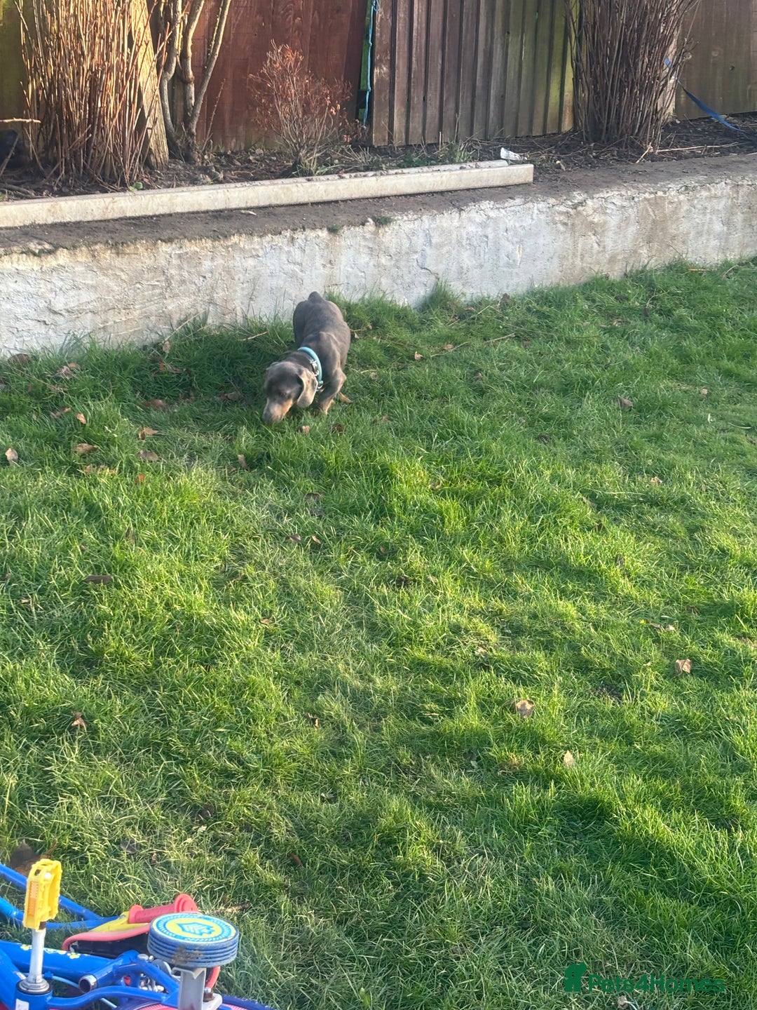 Dachshund dogs for sale: Lilac midi dachshund  - Advert 2