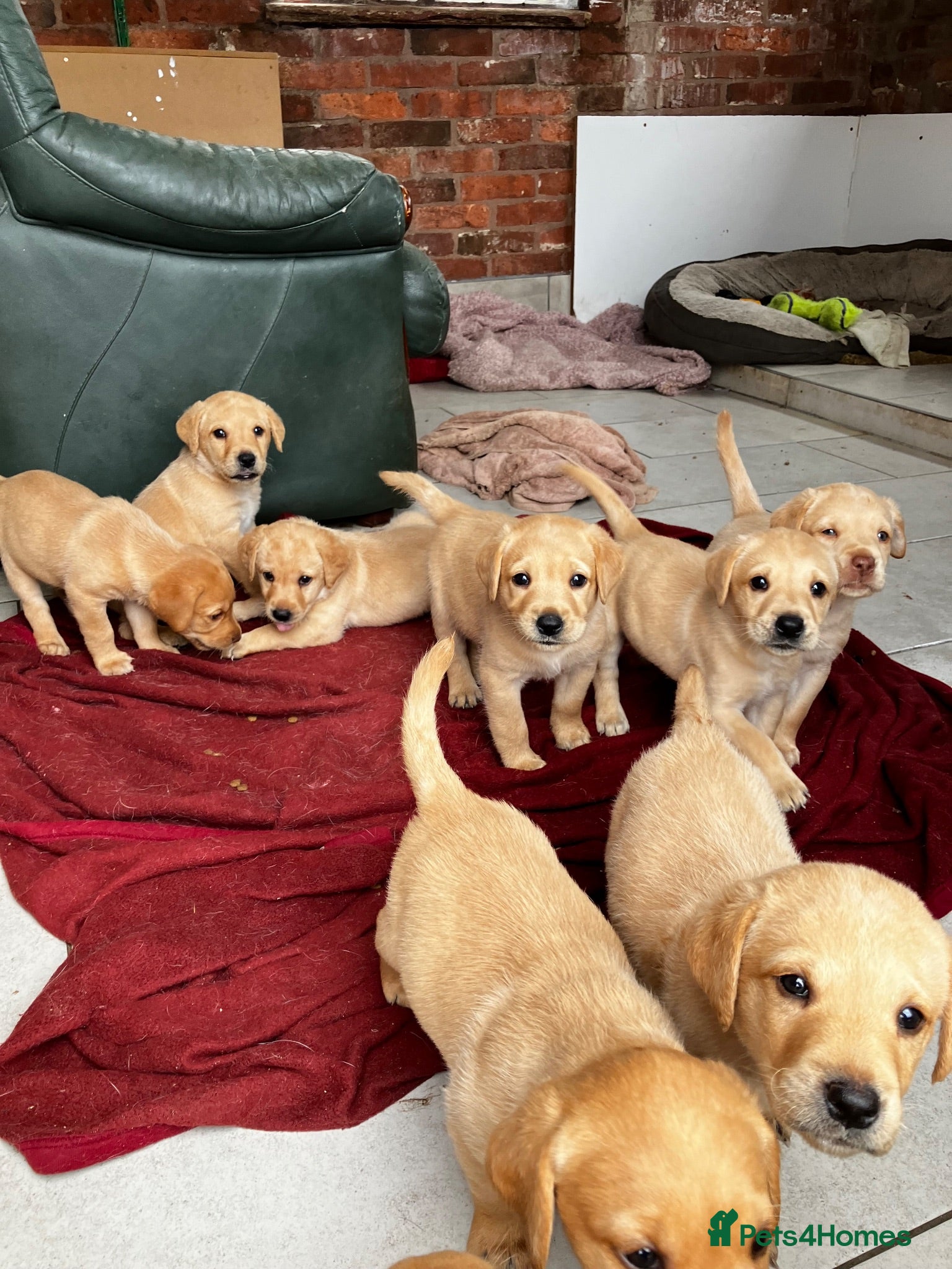 Labrador Retriever dogs Red Labrador puppies pick of litter? - Advert 3