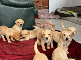 Labrador Retriever dogs Red Labrador puppies pick of litter? - Advert 3