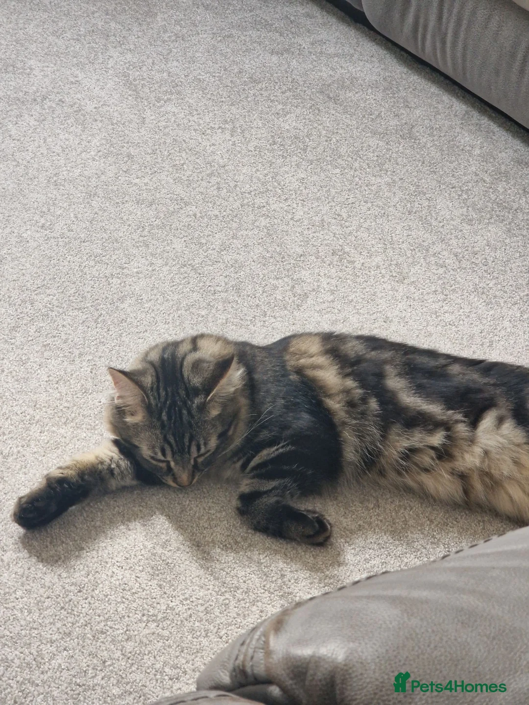 Mixed Breed cats for sale: Siberian mixed kitten 6 months old in Birmingham - Advert 4