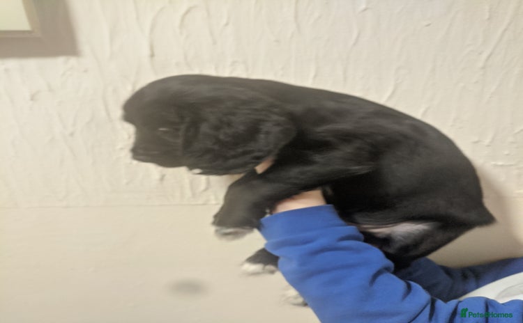 Cocker Spaniel dogs - Advert 18