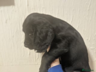 Cocker Spaniel dogs - Advert 21