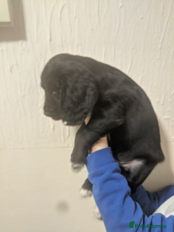 Cocker Spaniel dogs - Advert 18