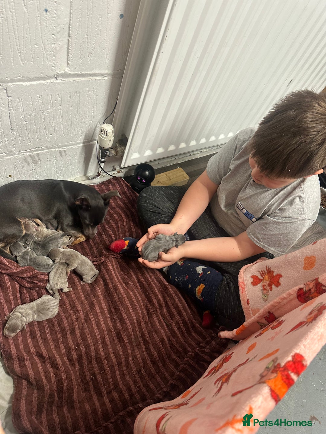 Jack Russell dogs for sale: Jack Russel puppies  - Advert 8