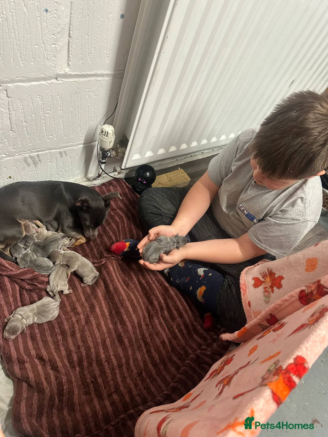 Jack Russell dogs for sale: Jack Russel puppies  - Advert 11