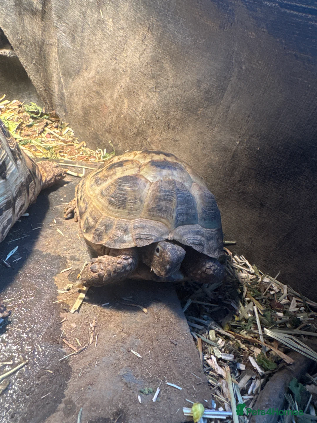 Tortoise reptiles for sale: 3 tortoise and set up  in Nuneaton - Advert 4