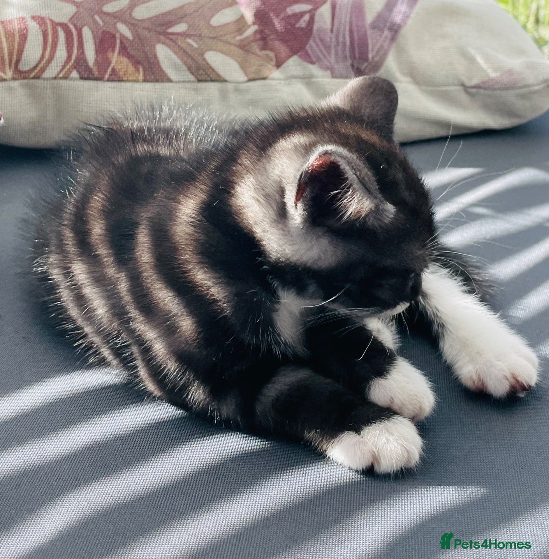 Mixed Breed cats Lovely tabby (Mario) - Advert 15