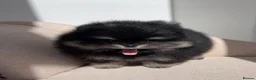 Pomeranian dogs for sale: 👑 Exclusive Rare Black & Tan Pomeranians 👑 - Advert 4