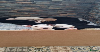 English Bull Terrier dogs - Advert 7