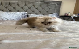 Persian cats for sale: Persian Grey kitten male and female - Image 9