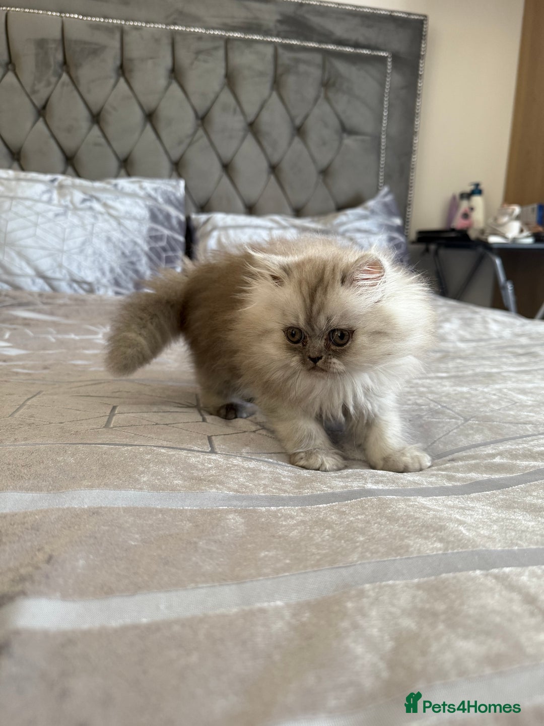 Persian cats for sale: Persian Grey kitten male and female - Image 9