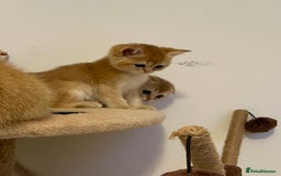 Scottish Fold cats for sale: LUXURY GOLDEN CHINCHILLA SCOTTISH FOLD KITTENS  - Image 9