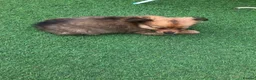 Pomchi dogs for sale: Pomchi puppies  - Advert 12