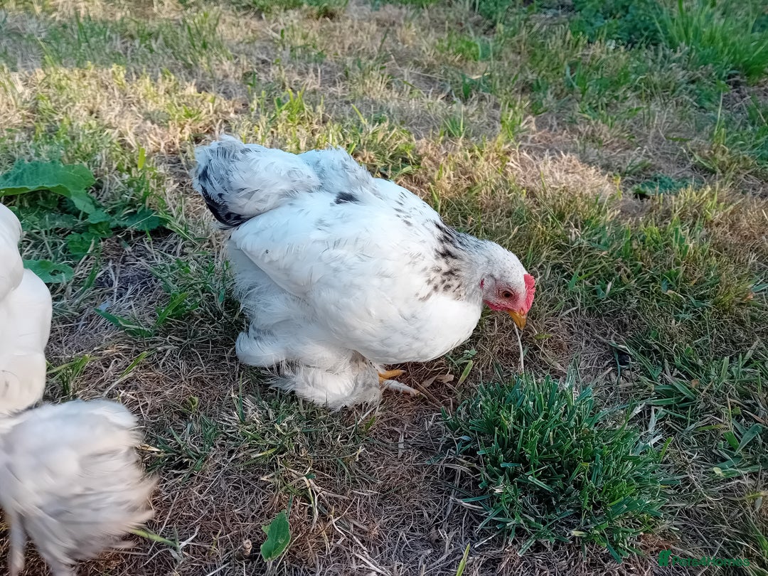 Chickens poultry for sale: Pekin Bantam Cockerels  - Image 2