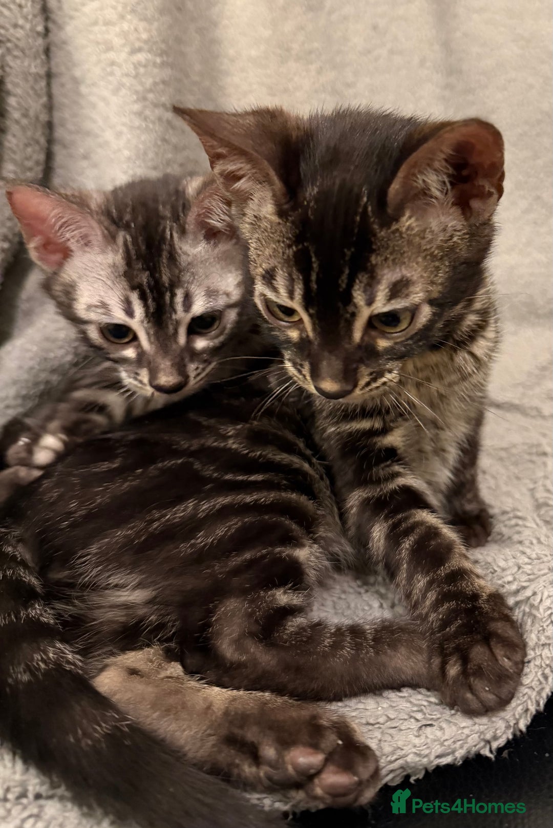 Bengal cats for sale: TICA registered pedigree Bengal Kittens - Advert 7