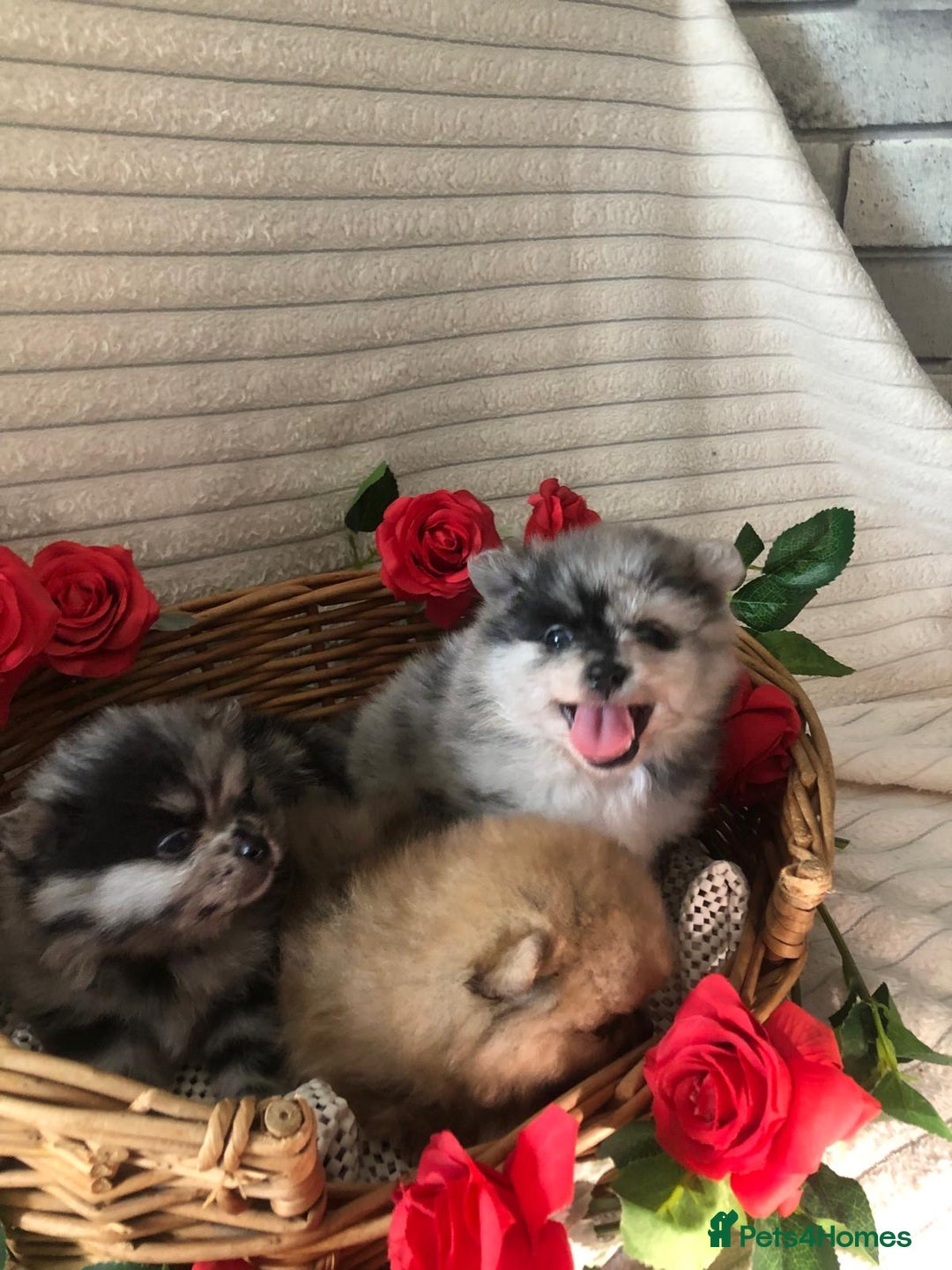 Pomeranian dogs for sale: Merle miniature Pomeranians  - Image 4