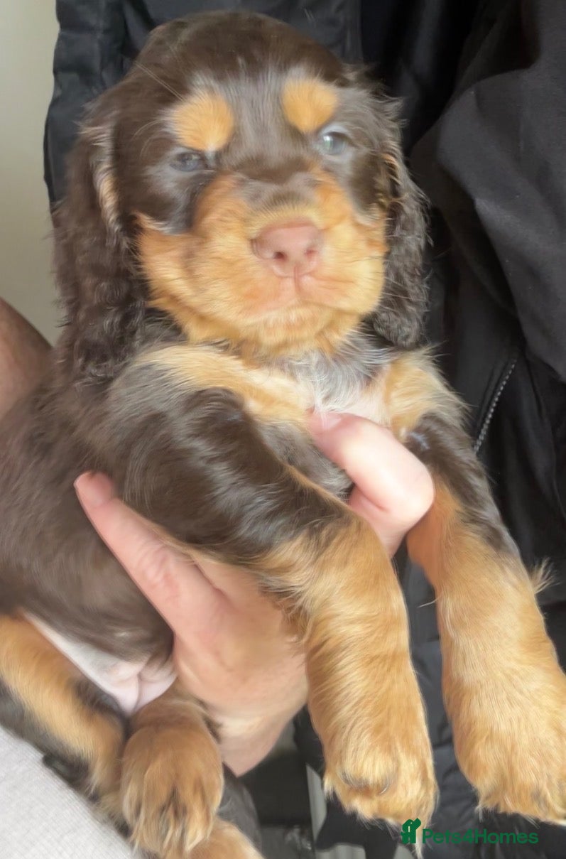 Cocker Spaniel dogs Beautiful Cocker spaniel 💙💙🩷🩷🩷🩷🩷🩷 - Advert 1