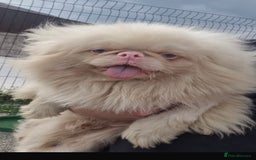 Mixed Breed dogs for sale: Beautiful Perkinese x female - Image 7