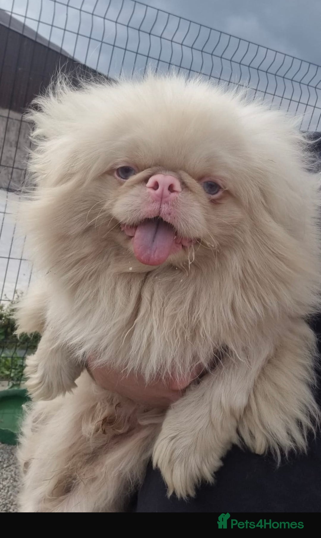 Mixed Breed dogs for sale: Beautiful Perkinese x female - Image 7