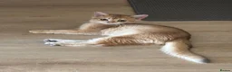 British Shorthair cats for sale: golden british shorthair - Advert 38