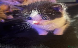 Turkish Van cats for sale: Turkish van kittens - Image 3