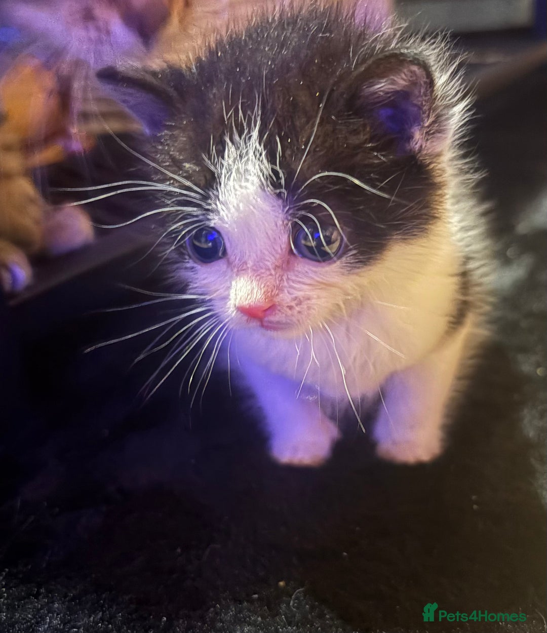 Turkish Van cats for sale: Turkish van kittens - Image 3