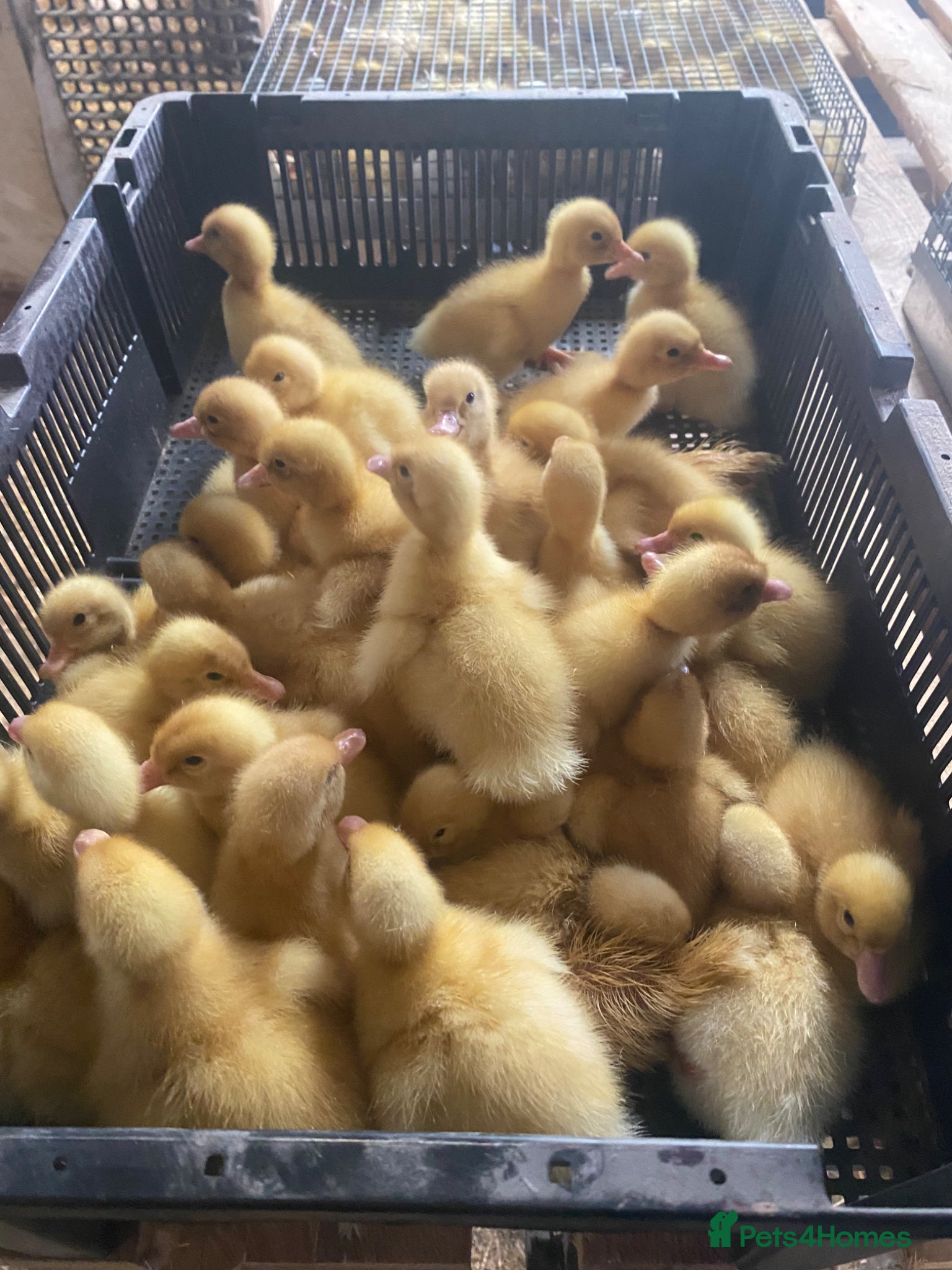 Ducks poultry As hatched Pekin ducklings - Advert 12