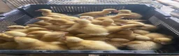 Ducks poultry for sale: As hatched Pekin ducklings in Preston - Advert 1