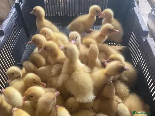 Ducks poultry As hatched Pekin ducklings - Advert 12