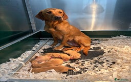 Labrador Retriever dogs for sale: KC Registered Fox Red Labradors - Image 13