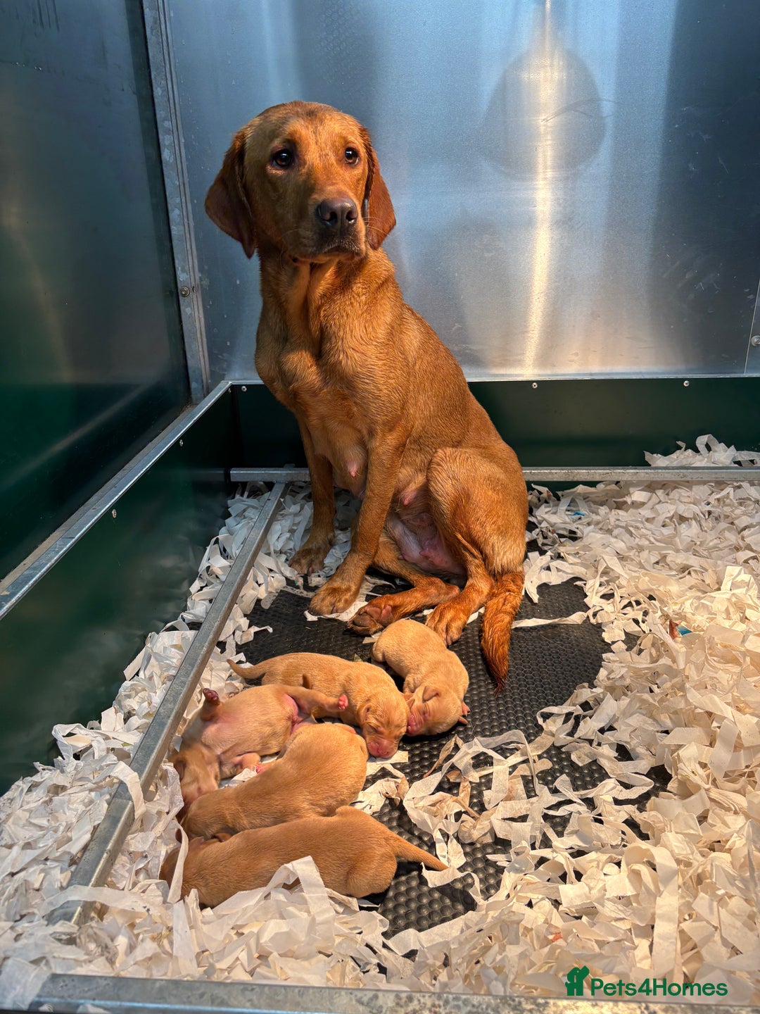 Labrador Retriever dogs for sale: KC Registered Fox Red Labradors - Image 13