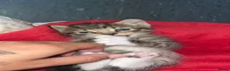 Mixed Breed cats for sale: 4 tabby kittens  in Leeds - Advert 12