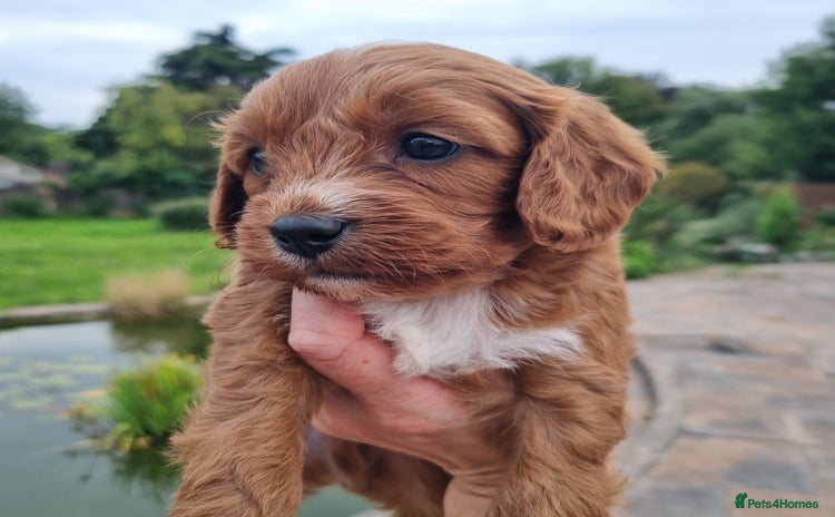 Cavapoo dogs - Advert 18