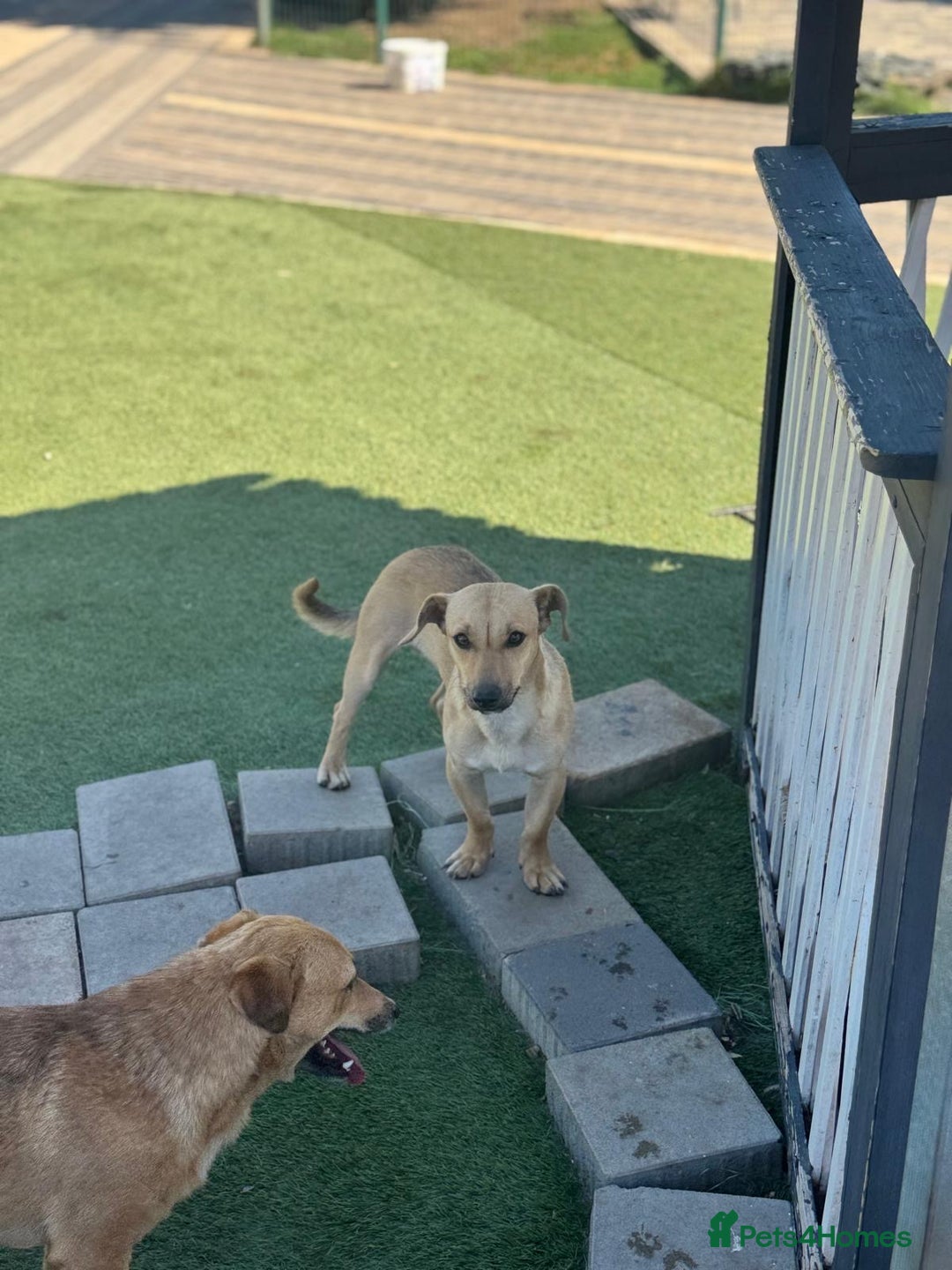 Mixed Breed dogs for adoption: Little Hugo looking for LOVE  - Image 9