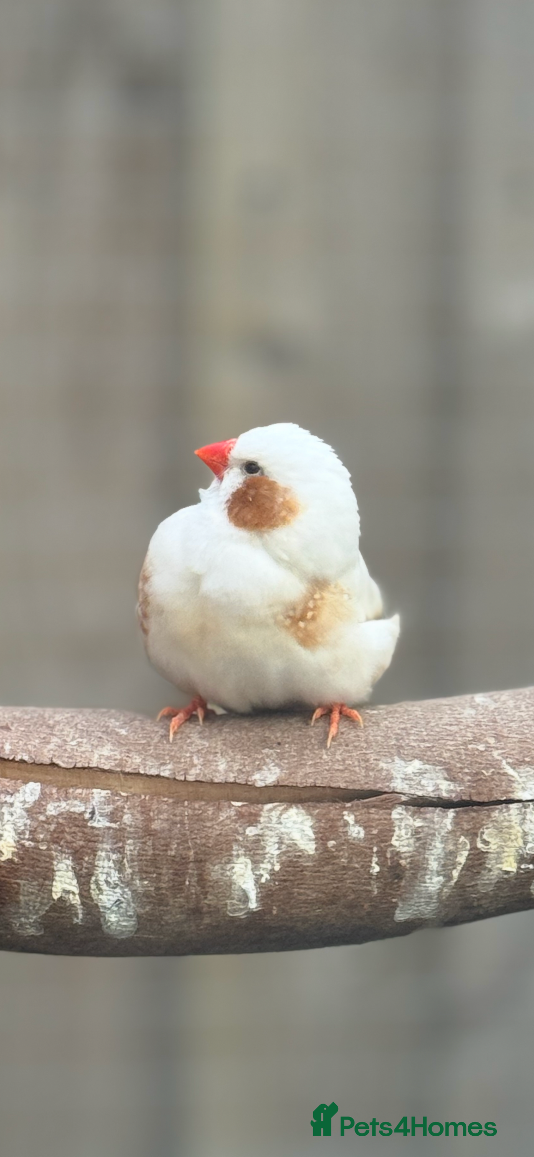 Conures birds for sale: Zebra finch mutations  - Image 1
