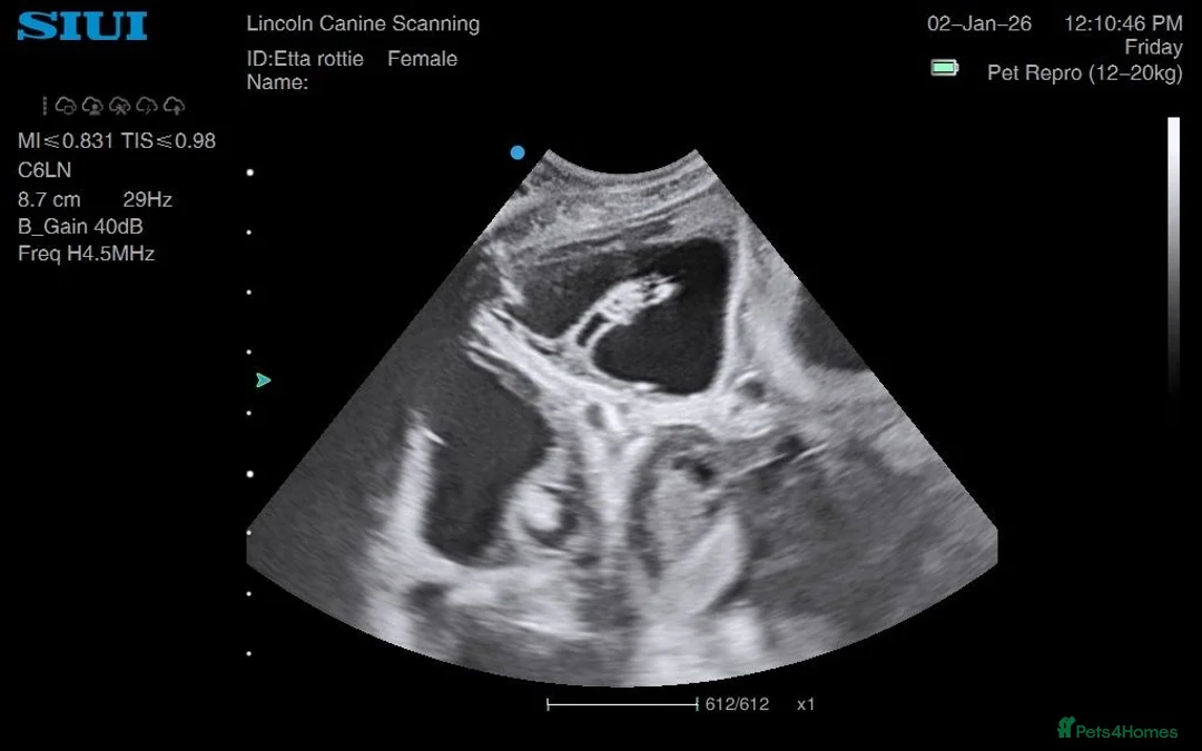 Rottweiler dogs for sale: Rottweiler pups ready to reserve.  - Advert 16