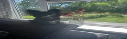 Pomchi dogs for sale: Beautiful tiny chihuahua girl - Advert 3