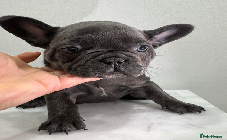 French Bulldog dogs KC registered French Bulldog Puppies - Advert 3