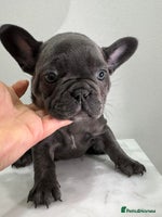 French Bulldog dogs KC registered French Bulldog Puppies - Advert 8