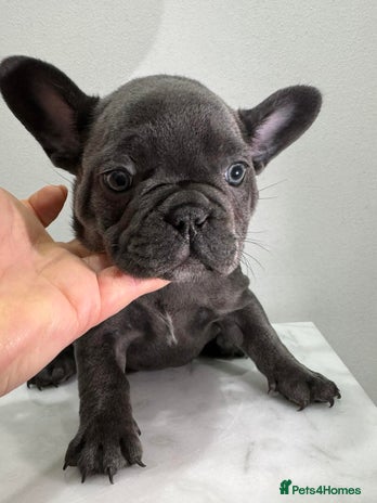 French Bulldog dogs KC registered French Bulldog Puppies - Advert 3