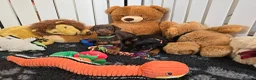 Dobermann dogs for stud: HEALTH TESTED STANLEY FOR STUD DUTIES - Advert 16