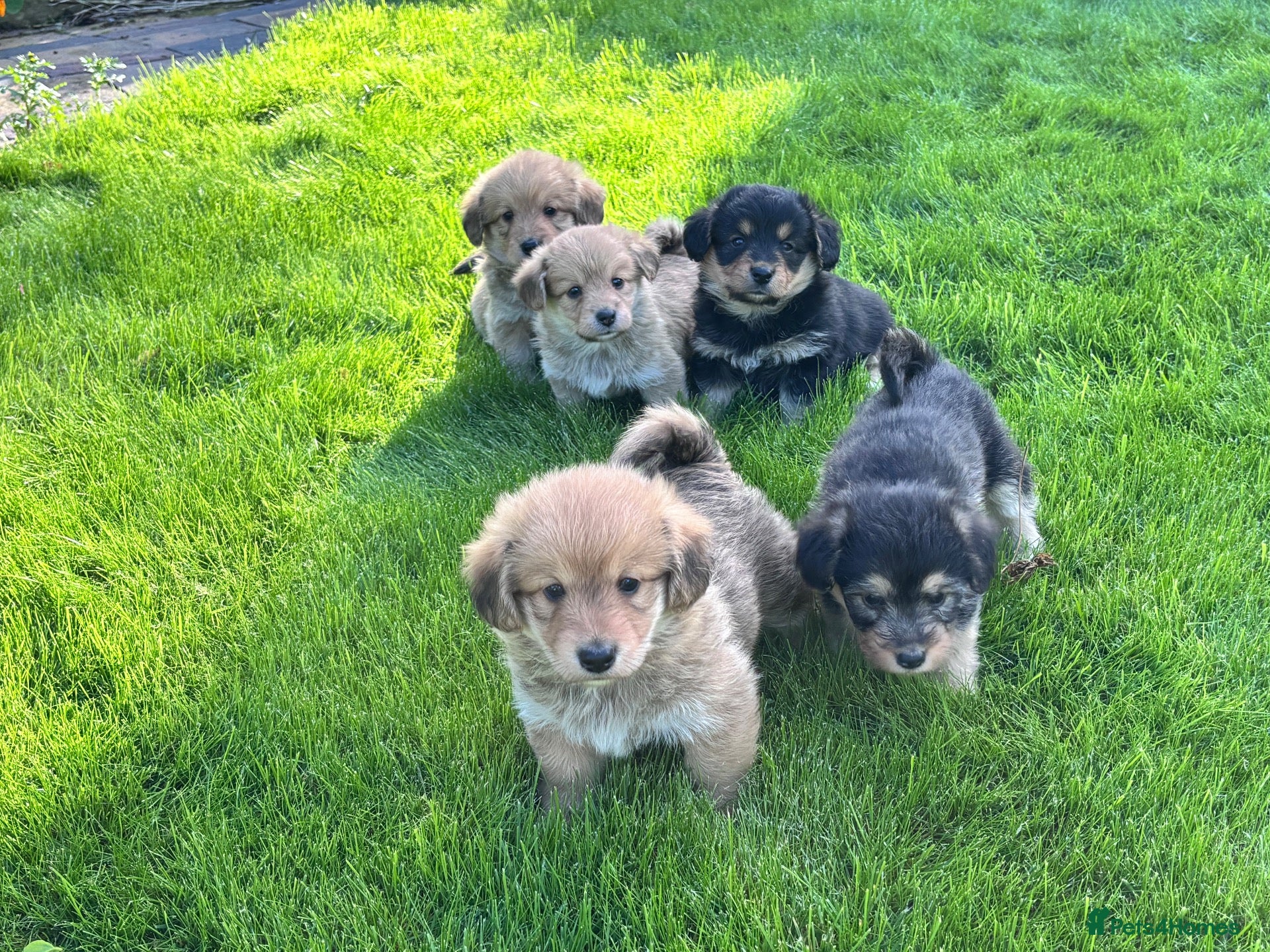 Mixed Breed dogs Corgipoos - Advert 10