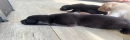 Labrador Retriever dogs for sale: KC Registered Working Labrador Pups  - Advert 11